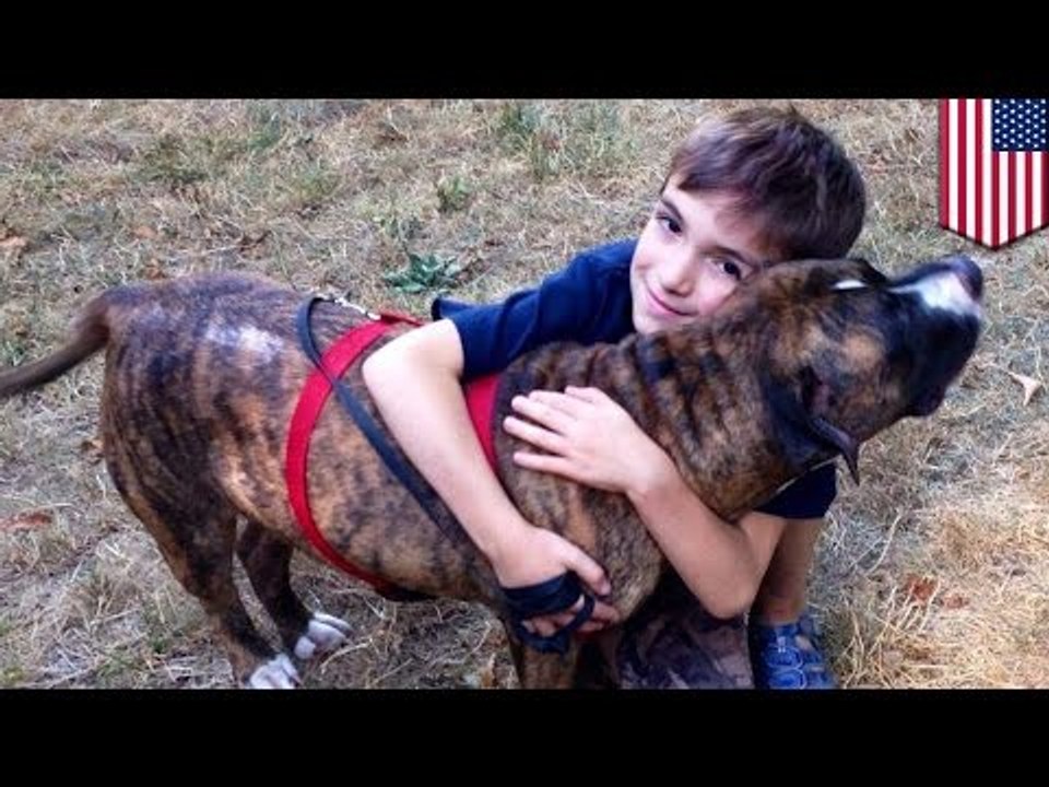 Pitbull rettet zerstochenen Jungen