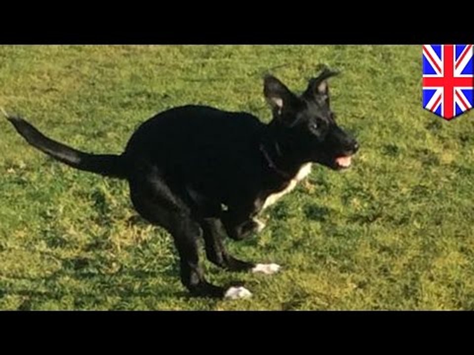 Familia que adopto a perro de dos patas con apariencia de canguro esta en busca de donaciones