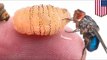 Entomólogo de Harvard decide incubar larvas de mosca bajo su piel como parte de un experimento