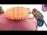Entomólogo de Harvard decide incubar larvas de mosca bajo su piel como parte de un experimento