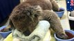 Австралийским коалам требуются рукавички после лесных пожаров