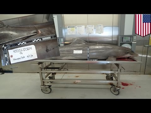 В Мексиканском заливе нашли тело дельфина, убитого из охотничьего лука