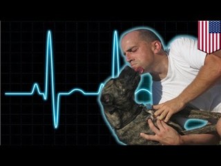 Мужчина сделал искусственное дыхание собаке, сожравшей ядовитую жабу