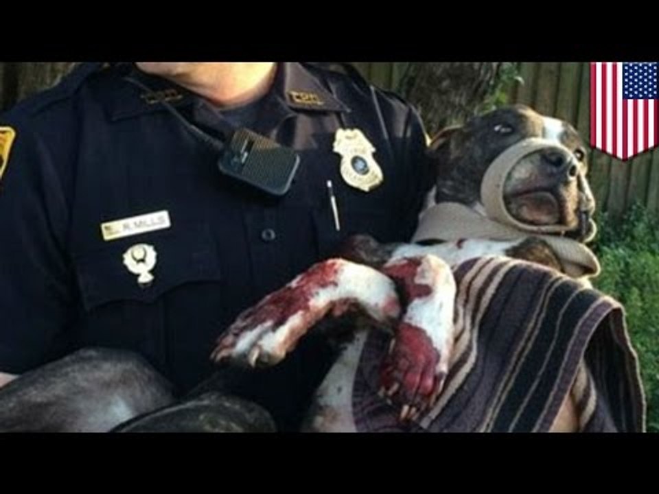 Cruauté animale : La police sauve un chien sur lequel on a tiré puis abandonné sur la voie ferrée