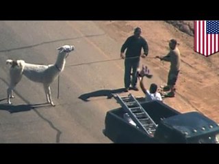 En Arizona, deux lamas se font la belle et courent sur la route