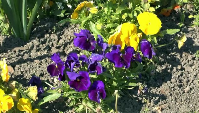 PAU - 7 AVRIL 2015 - MAGNIFIQUES PLATES BANDES FLEURIES DU BOULEVARD D'ARAGON