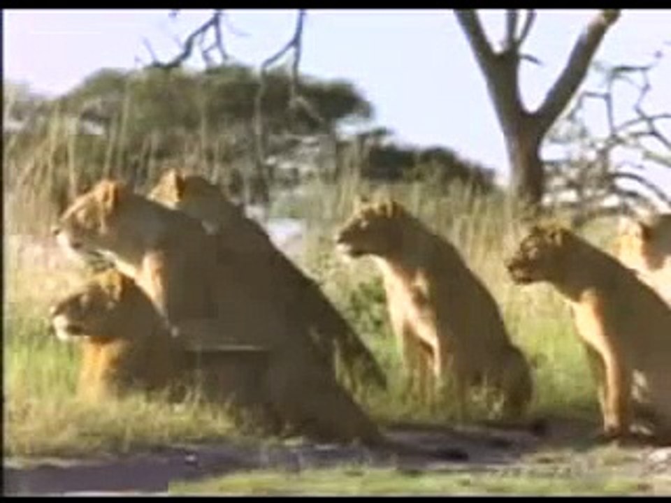 O bir sırtlan katili