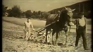 Traction animale et agriculture en Suisse en 1936