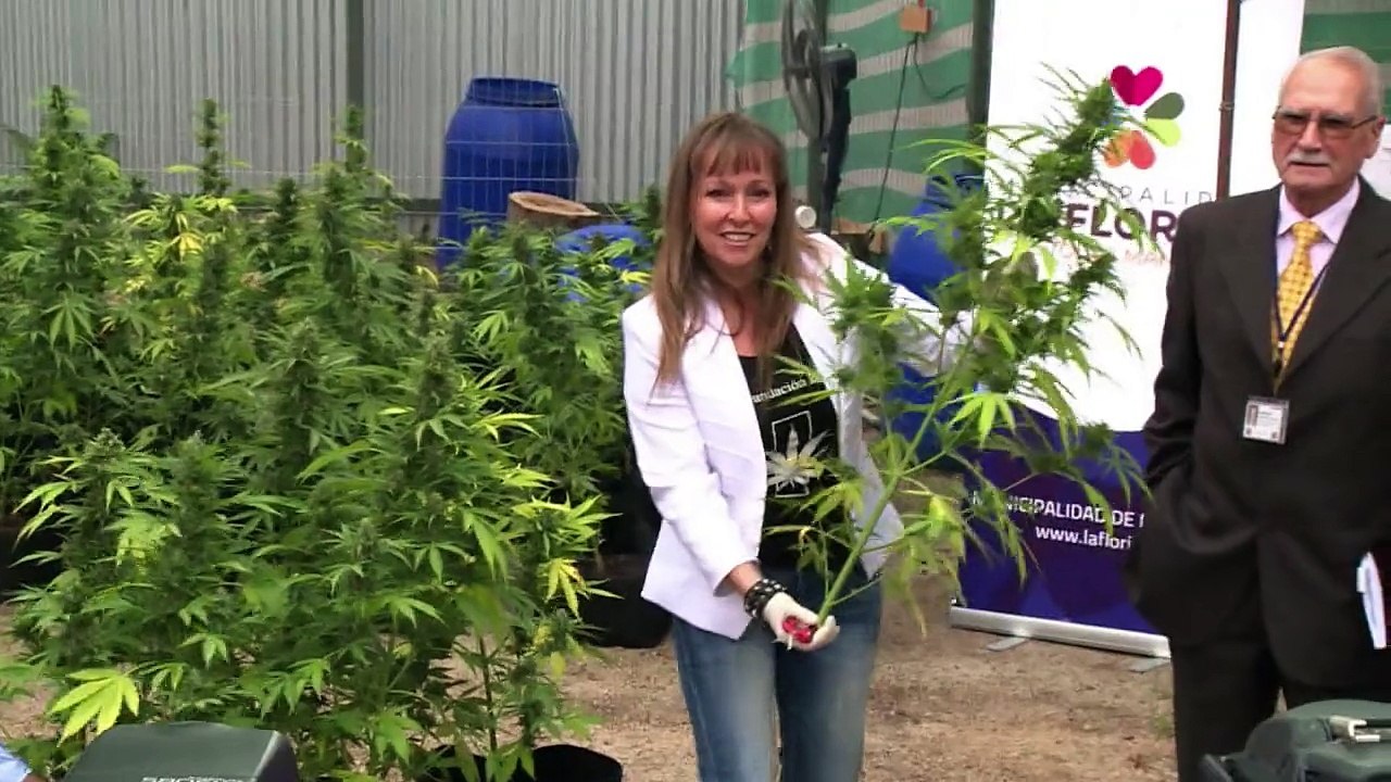 Chile harvests first medical marijuana crop