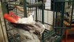 African grey Parrot tells dogs to 'Lay down!' funny