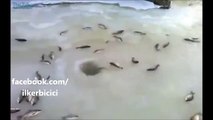 Donmuş Gölde Balık Tutmak
