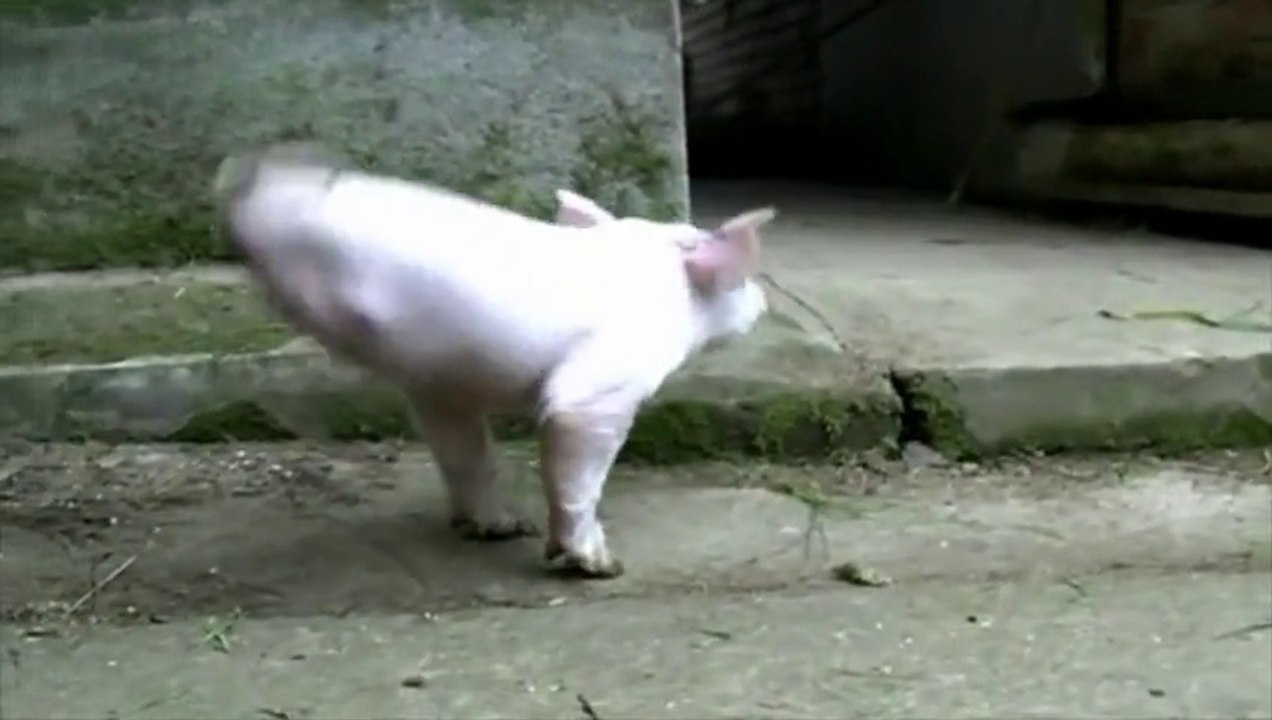 Un petit cochon né sans ses deux pattes arrière
