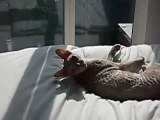 Cornish Rex enjoys sunbathing