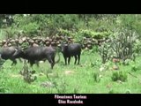 PELEA DE TOROS IMPRESIONANTE (Elías Ruvalcaba 