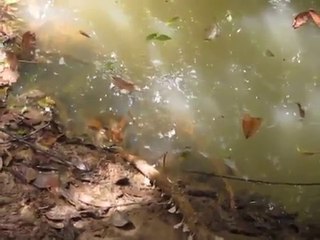 Guy pokes anaconda with stick