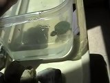 las tortugas asesinas trachemys dorbigni (despues de los 2minutos 4segundos termina el video)