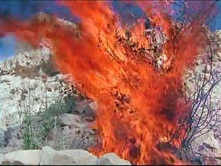 The Unseen Powers Of Animals - Outer Limits