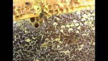 Small Hive Beetle Larva