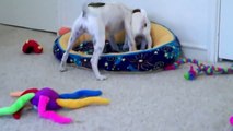Jack Russell Terrier Playtime
