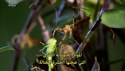 سلسلة حروب الحشرات المتوحشة -3- السريع والمميت