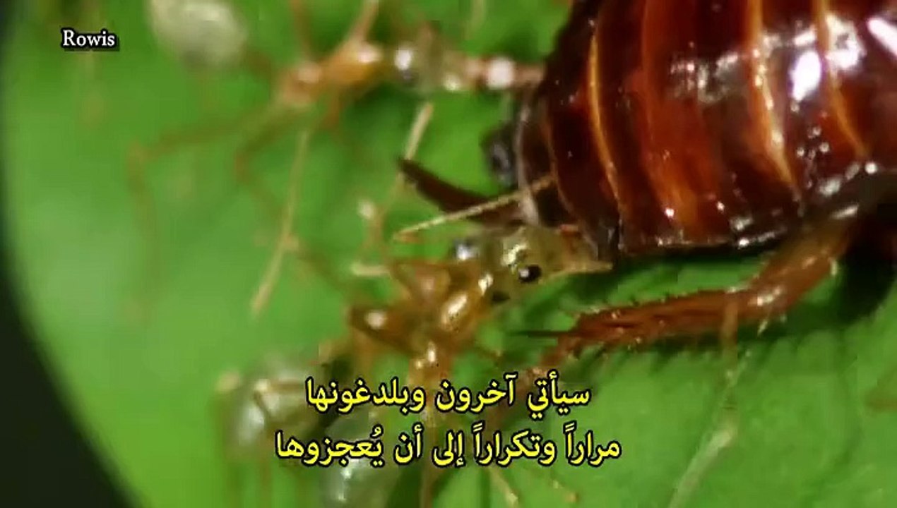 سلسلة حروب الحشرات المتوحشة -2- إمبراطورية العدو