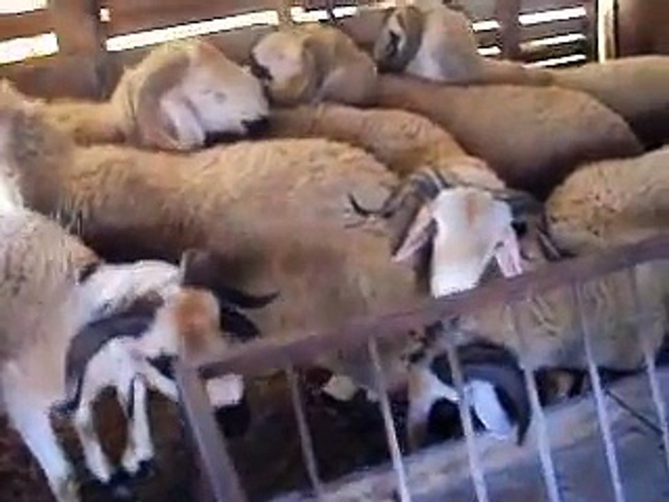 Elevage de mouton race sradi à ouladsaid MAROC