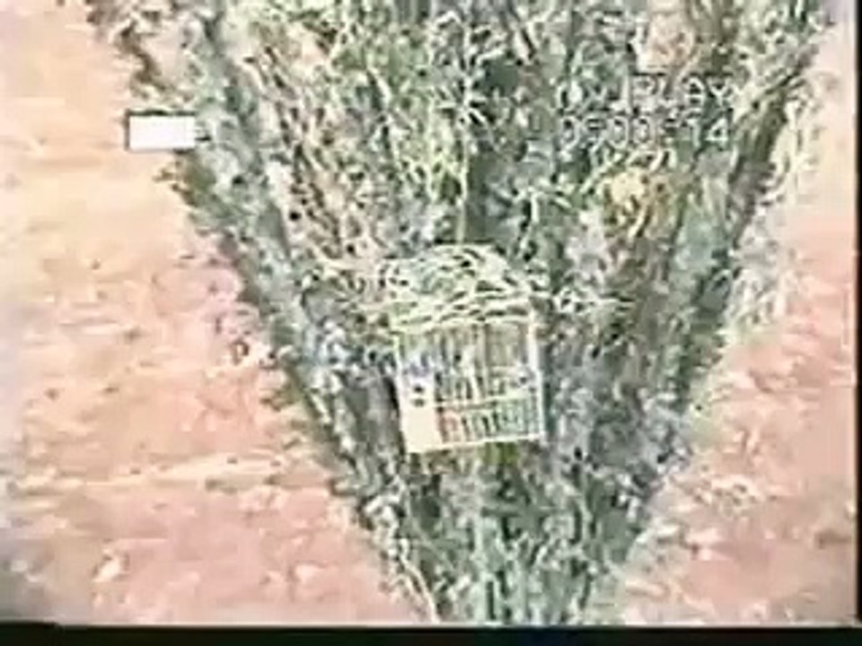 capturas con arbolillo fran y pepegranada-1