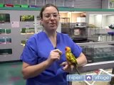 Tips for Choosing the Best Bird as a Pet: Free Online Guide to Pet Bird Care : What Species of Bird is Best for New Bird Owners? Tips for Choosing a Pet Bird