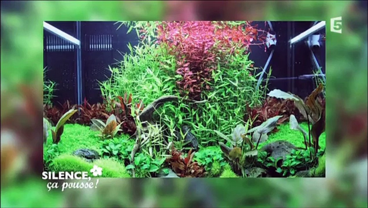 Aquascaping : Un mini jardin dans un aquarium - 8.04.2015 - extrait de "Silence ça pousse !"