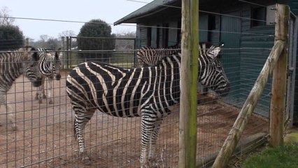 LPS Zoo Vlog - Marwell Zoo