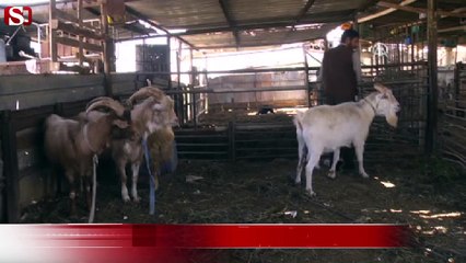 Süt veren ‘teke’ hakkında ölüm kararı