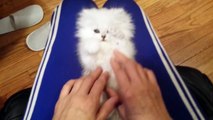 Playful Persian Kitten Loves Their Tickles