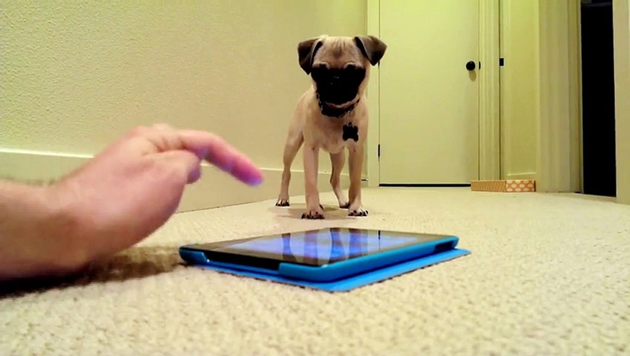 Application ipad qui fait des pets VS bébé chien = Grosse rigolade !
