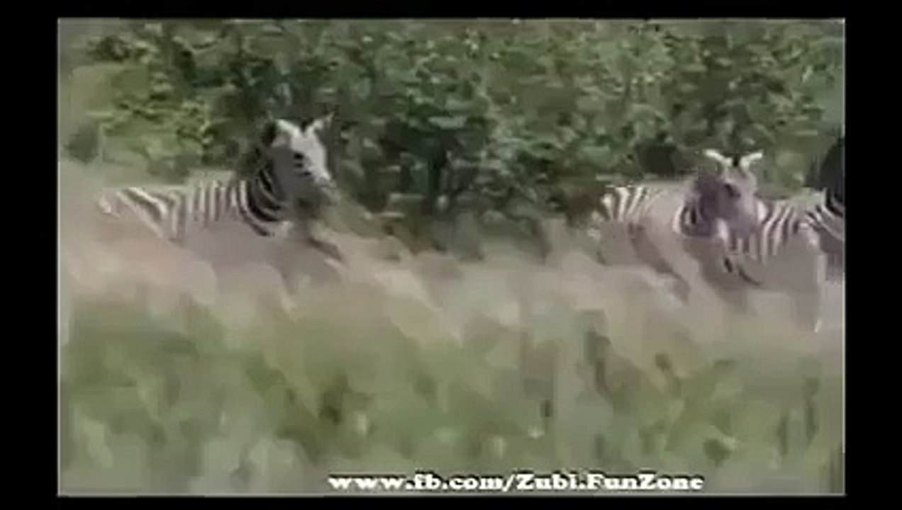 Lion Gets Treatment from Zebra