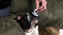 This boxer puppy can't sleep without her pacifier. So cute