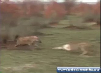 Deer Deceiving Leopard and Hyena