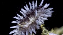 Coraux et éponges de mer comme vous ne les avez jamais vu : monde sous-marin magique