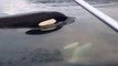 2 Baby Orcas so close to this small boat : amazing but so scary!