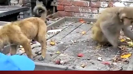 fighting between monkey and dog