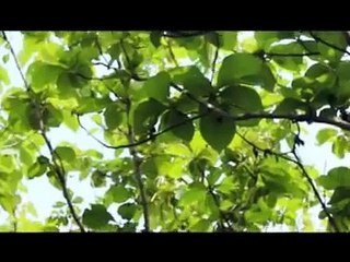 WIS NASIBE mini inggriani mn @ lagu tarling baru 2014