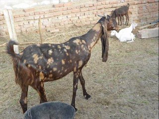 BAKRI BEFORE AFTER DELIVERY WANDA VACCINATION DR.ASHRAF SAHIBZAD