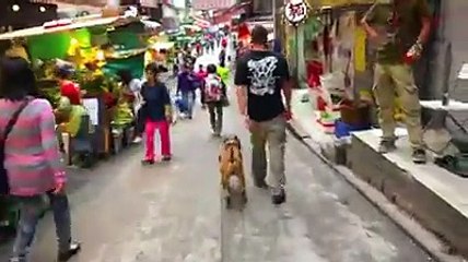 Portland Dog Trainers