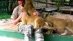 Lion cubs give Worker hugs and kisses on his last day! Must watch cute