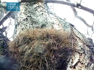 on dirait simplement de la mousse sur un arbre, regardez de plus près