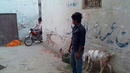 Most Ever Seen Funny Prank Video