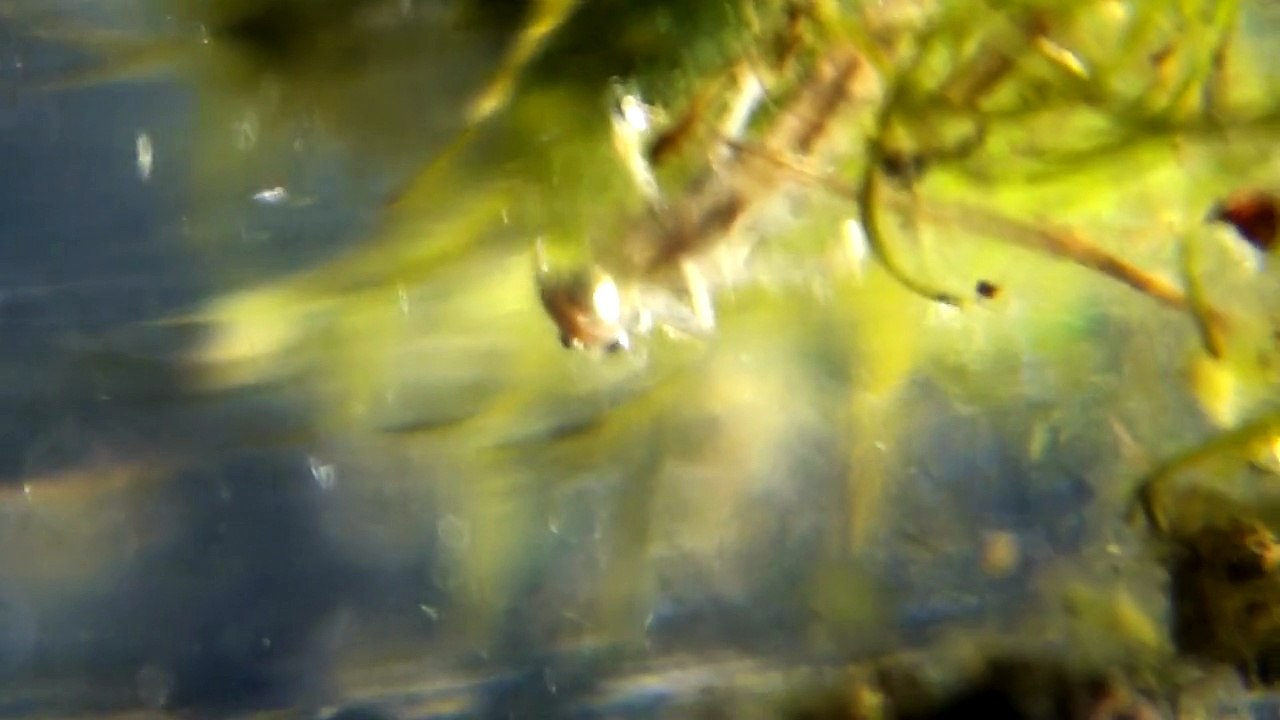Amphinemura larvae