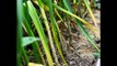 Harvesting, Curing and Storing Garlic