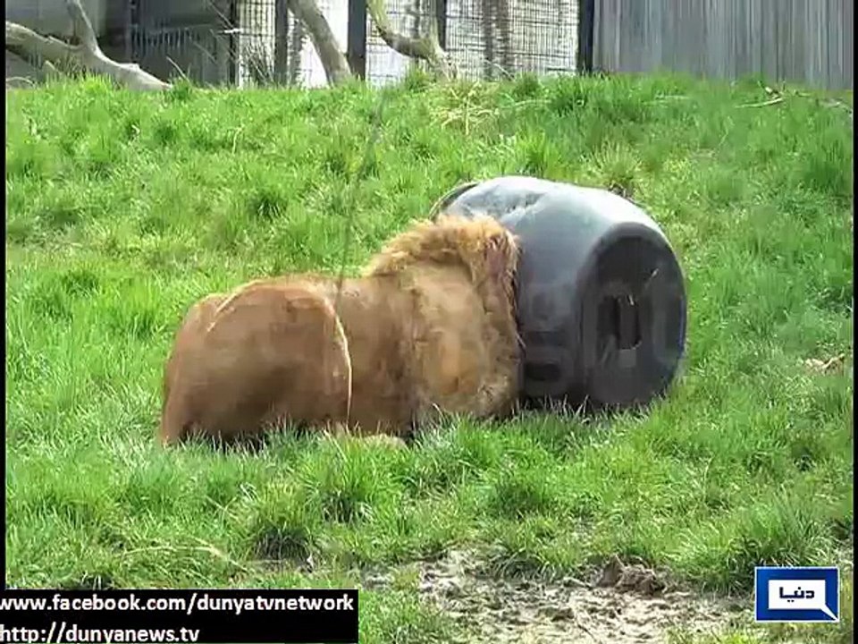 Lion gets head stuck in barrel while looking for food