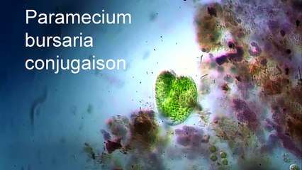 Paramecium bursaria conjugaison