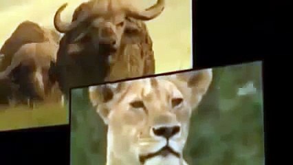 Animal Planet | Discovery Channel | Wild Life Documentary 2015 | National Geographic Wildl